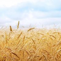 Руслан Скулимовский