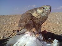 الكرستال الازرق