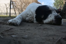 Viktor