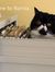 Kitty G...