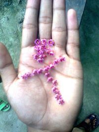 মোঃ আশরাফুল