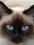 Pufy Cat
