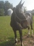 Truff
