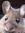 Mouse_Woman