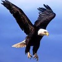 Daring Falcon