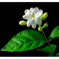 ياسمين محمد أمين