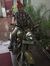 Waris