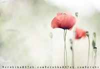 حنان أون لاين