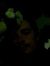 Dren Loxha