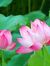 Phuong ...