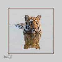 Anand Nirgude