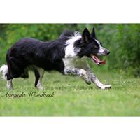 Hurit Collies