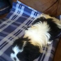 preston Michael hutchison