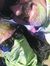 Grisel ...