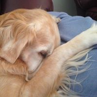 Lester-Wester Hadley