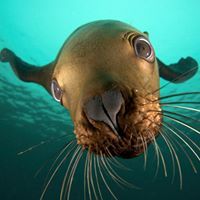 Brachiosaurus Sauropod