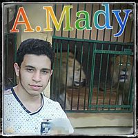 Abdelrahman Mady