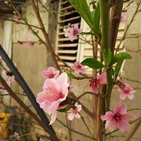 ياسر أبو دقة