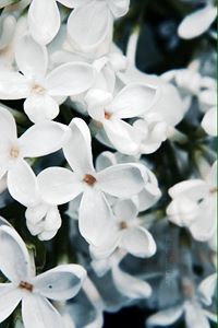 آلاء الخفاجي