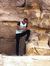 Moumen Wahsh UA