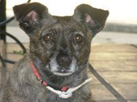 ΦΩΤΕΙΝΗ ΤΣΟΜΠΑΝΗ