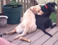 Chris Bee-Johanningmeier