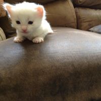 Gus Snow