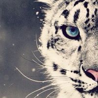 Verydifferent Shatha