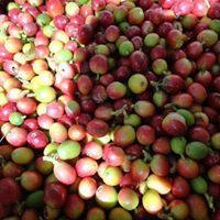 ابراهيم ألرازحي