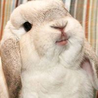 กระต่ายน้อย เมริศา