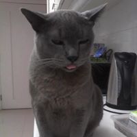 Kats Pause