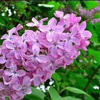 سناء سليمان