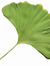 gingkogirl