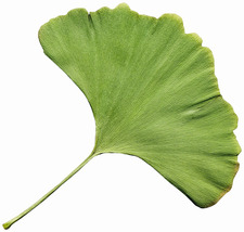gingkogirl