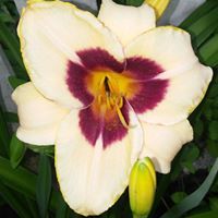 Amanda Stapleton Lovett