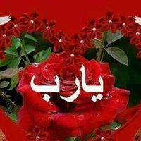 الصقر المصري