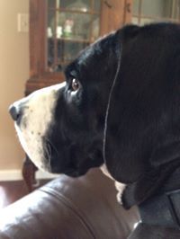 DogThunder Barnes