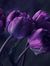 Hadeel Ali