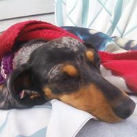 Lisa Anderson Addley