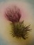 Thistle
