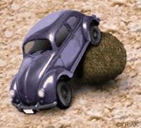 Gavyn DungBeetle