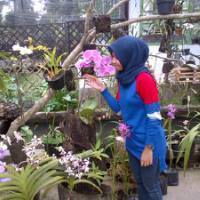 Ledy Safitri