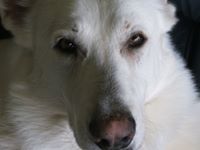 Hans Whitedog