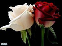 مهدي الخفاجي