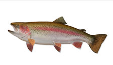 TheGreatRainbowTrout