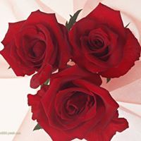 Nour Soualmi
