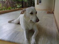 Karthik Upadhya