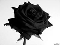 Abrar Al Farid
