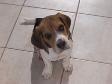 Agelos Theodoropoulos