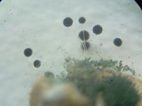 Fungusface Pathogen